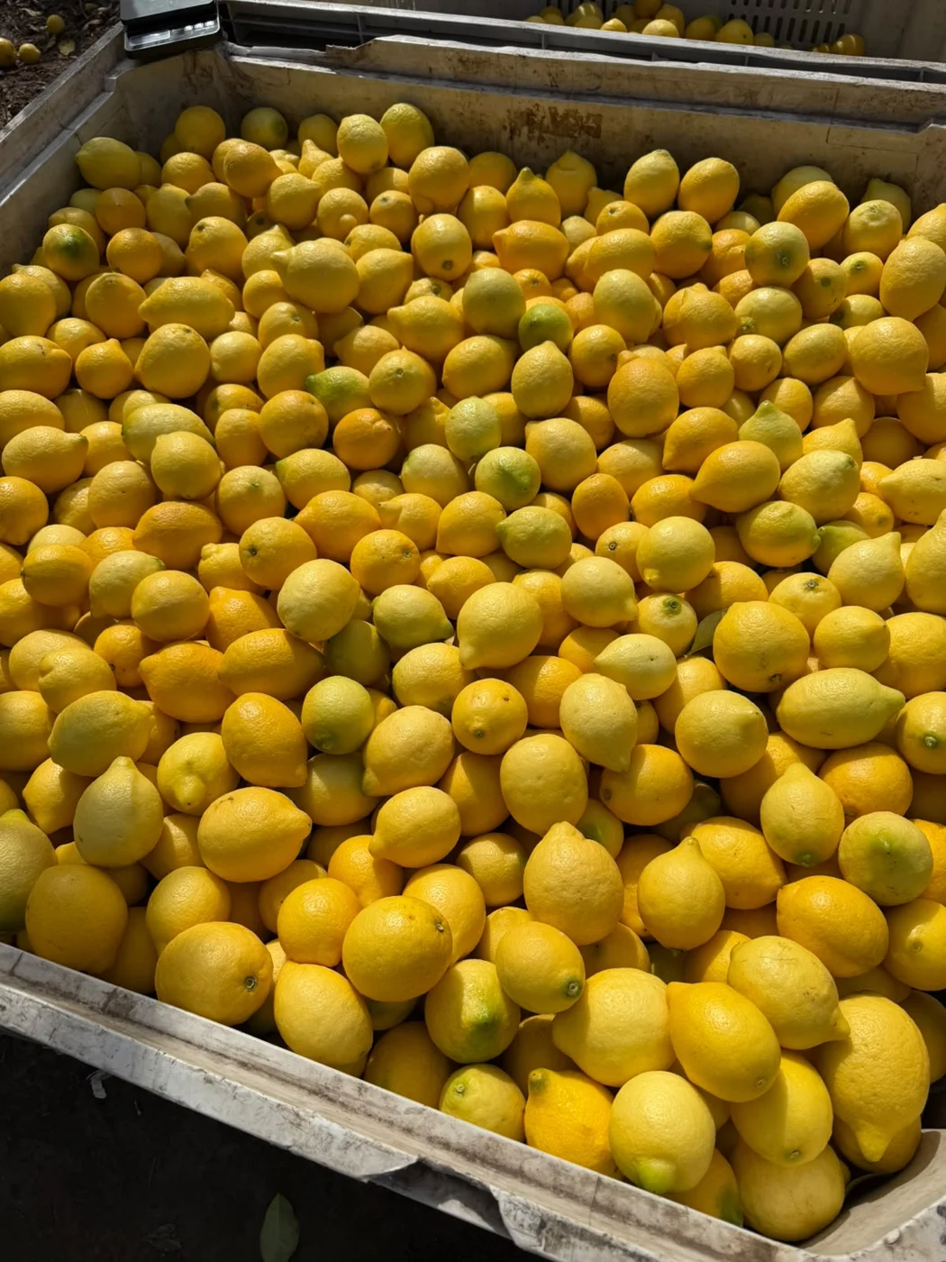 Selección de limones amarillos en un contenedor