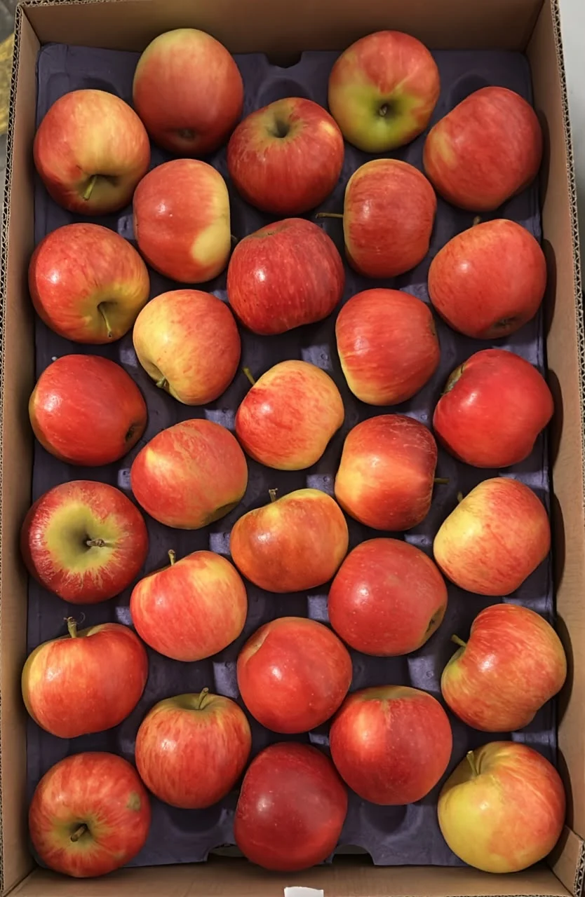 Manzanas Royal Gala rojas y amarillas presentadas en caja