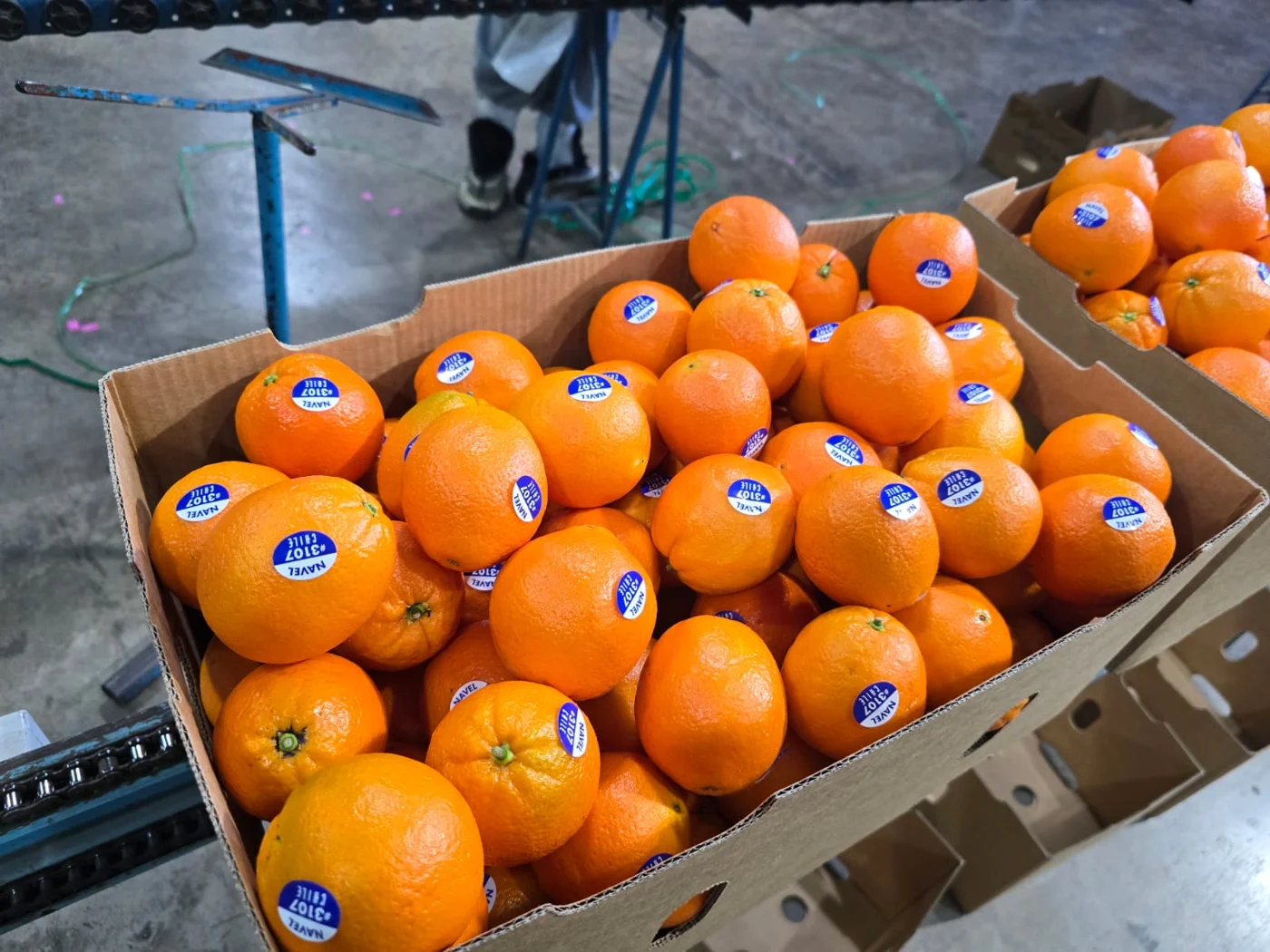 Naranjas Navel de Chile embaladas en cajas